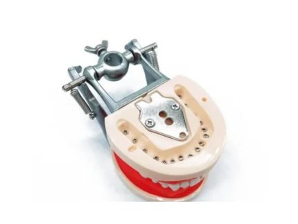 dental-typodont-model-removable-teeth-with-articulator