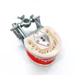 Dental Typodont Model Removable Teeth With Articulator