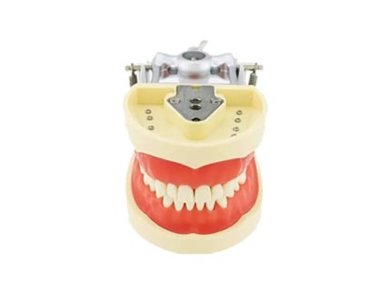 fantom-jaw-for-student-with-articulator