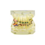 study-model-wire-chain (2)