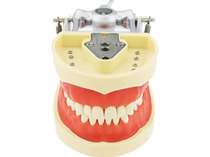 Fantom Jaw For Student with Articulator