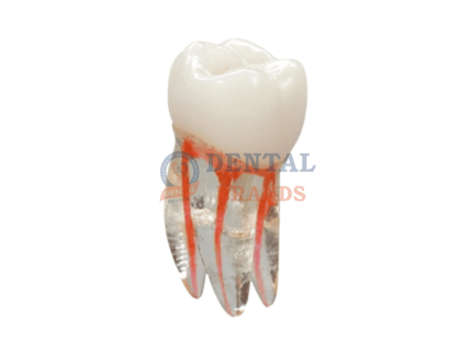 endo-teeth-practice