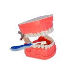 typodont-tooth-brushing & flossing (2)